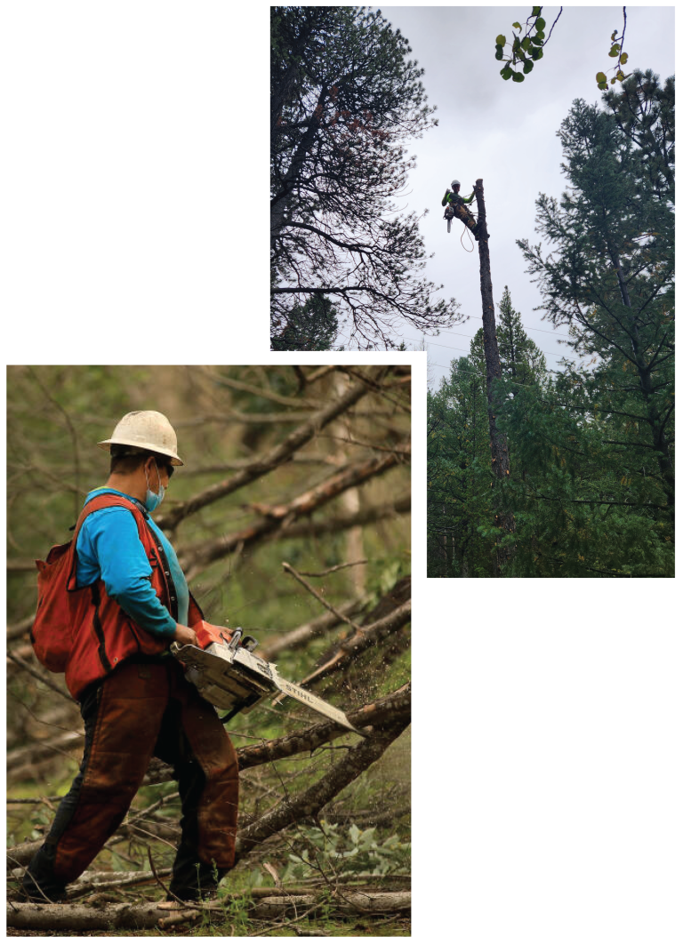 FORESTRY GRANT WORK SERVICES STACKED IMAGES BY N & D TREE