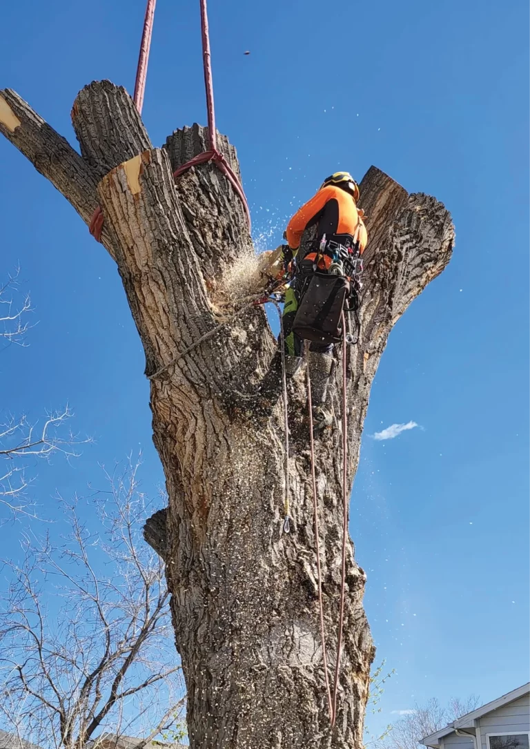 TREE REMOVAL SERVICES 10 BY N & D TREE - DESKTOP