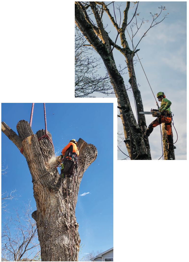 TREE TRIMMING BY N&D TREE AND CRANE SERVICES