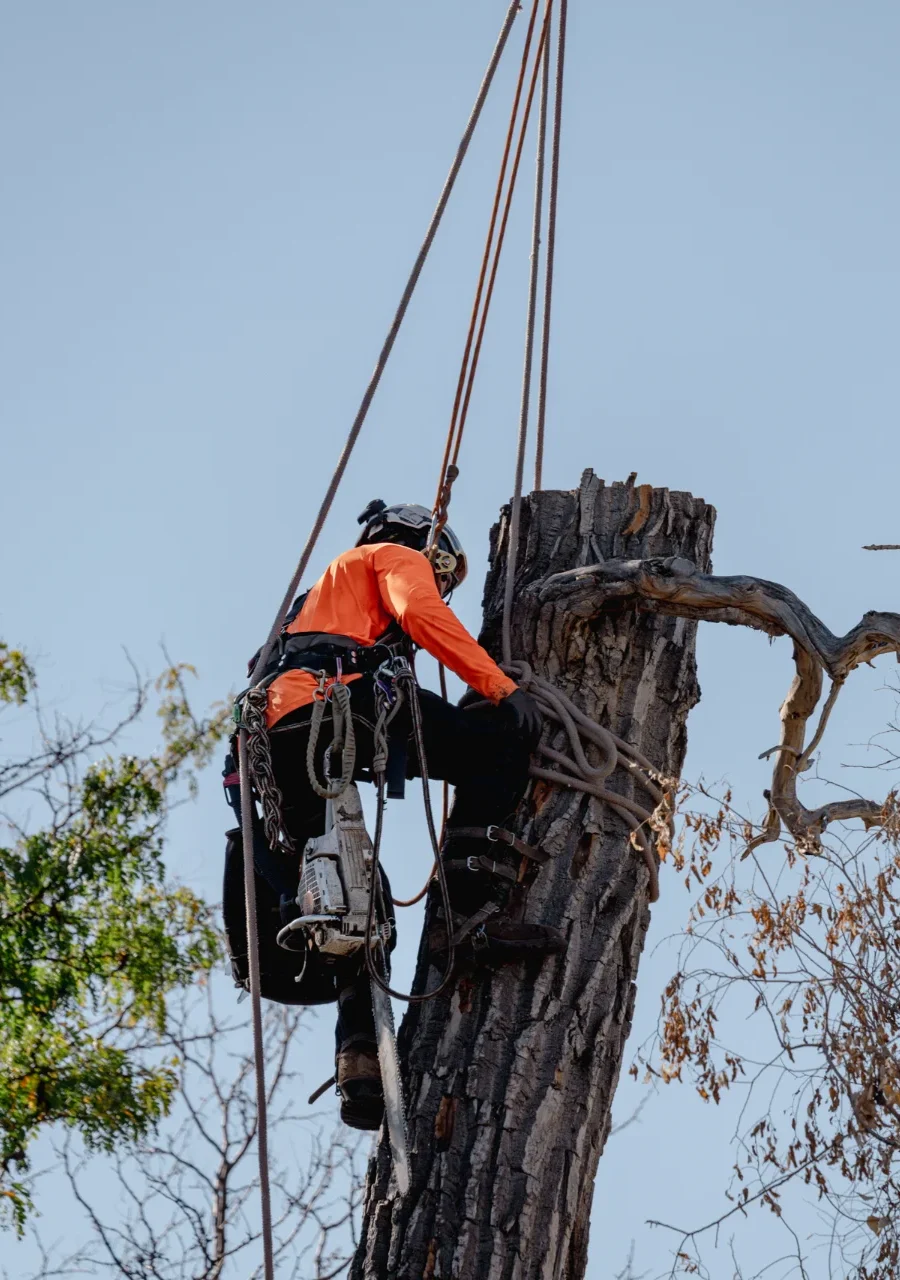 ND TREE CRANE SERVICES RESIDENTIAL COMMERCIAL SERVICES 29 e1736955520639 | N&D Tree & Crane Services