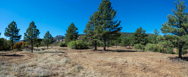What Homeowners Should Know About Fire Mitigation in Colorado