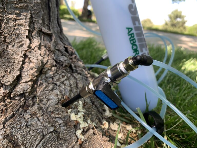 Removing Tree Pests: Tips from The Pros