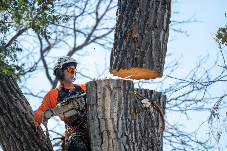 Tree Removal vs. Tree Trimming: Which Does Your Yard Need?