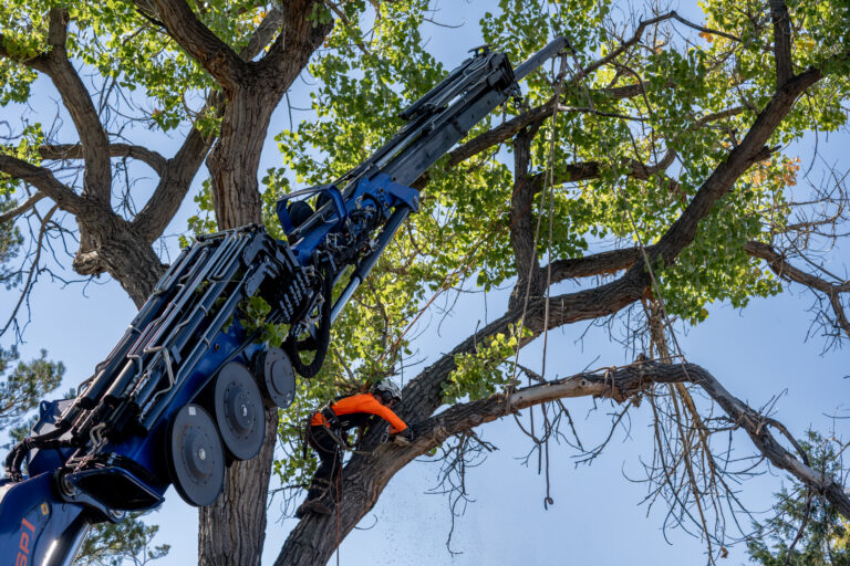 Is Your Tree a Hazard? How to Spot the Warning Signs of a Dangerous Tree