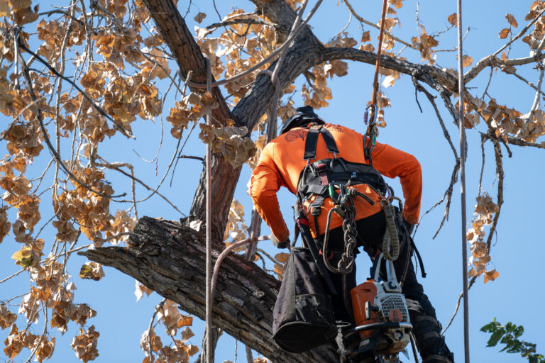 The Art of the Crane: When Precision Tree Removal is a Necessity