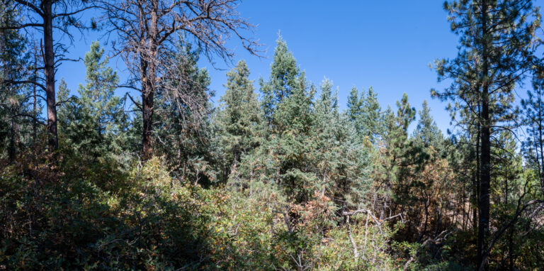 The Arborist’s Guide to Proper Pruning: More Than Just Trimming
